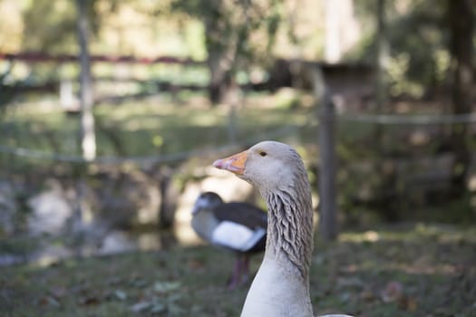 Close up of greylag goose (Anser anser)