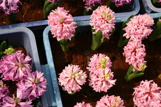 Pink hyacinth flower beautiful in garden