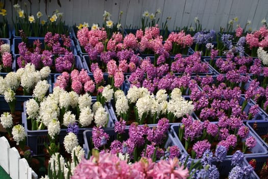 Lush Hyacinth purple and white flower beautiful in the garden