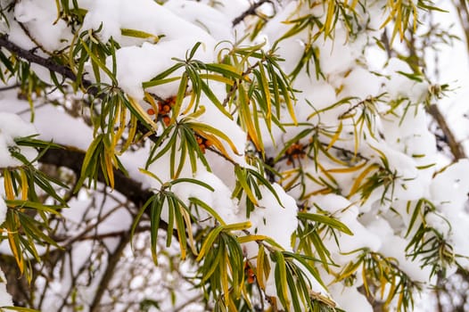 Snow-covered trees in the park