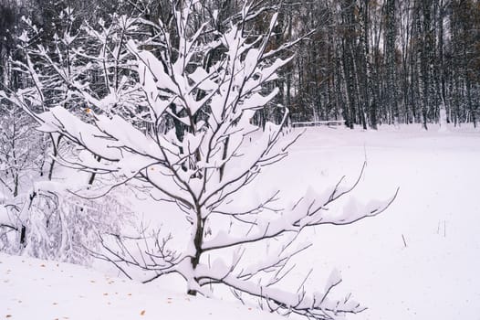 Snow-covered trees in the park