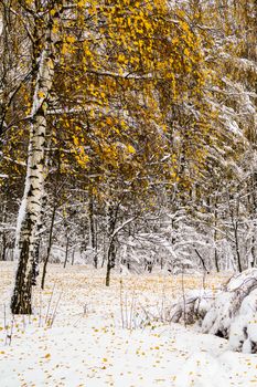 Snow-covered trees in the park