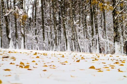 Snow-covered trees in the park