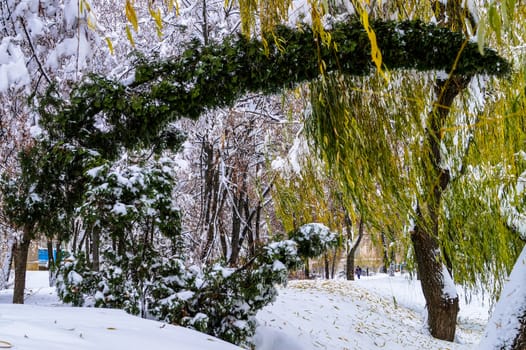 trees covered with snow arc