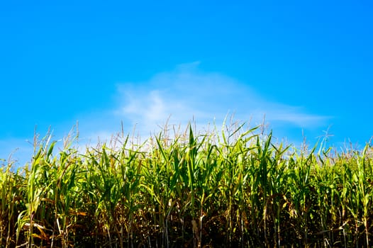 Field of corn against the sky