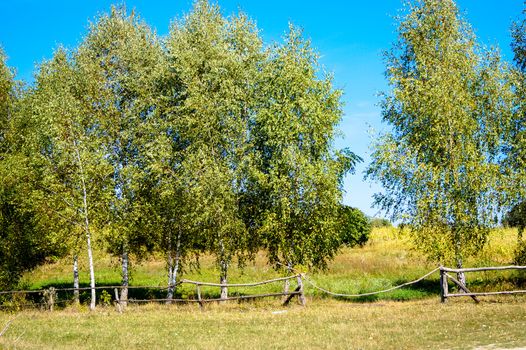 Beautiful rural landscape of birch trees behind the fence