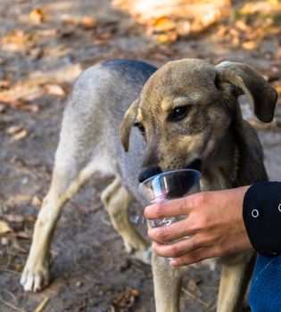 Help  man gives the dog to drink water from the hands