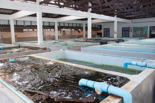 Clownfish farming in cement pool