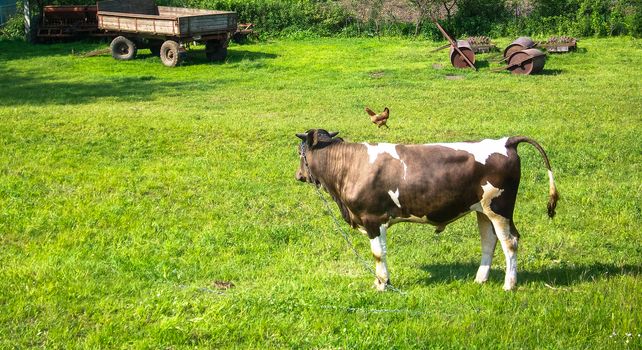 farm cow waiting for the owner