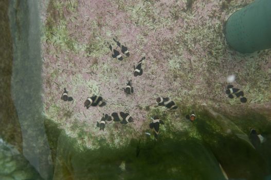 Clownfish farming in cement pool