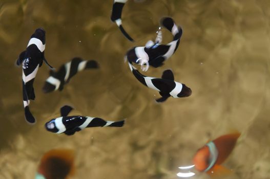 Clownfish farming in cement pool