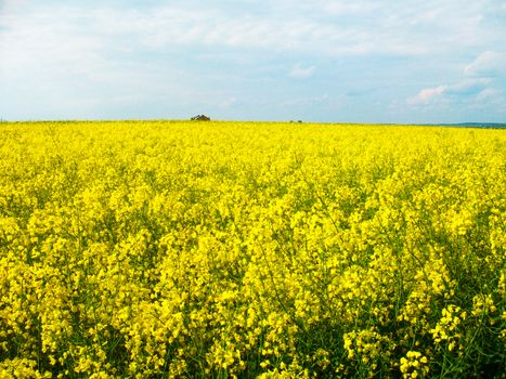 a carpet of flowers rpace on the field