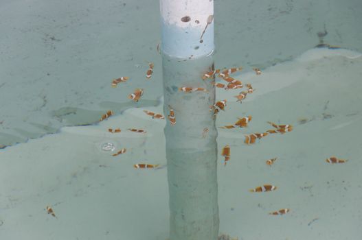 Clownfish farming in cement pool