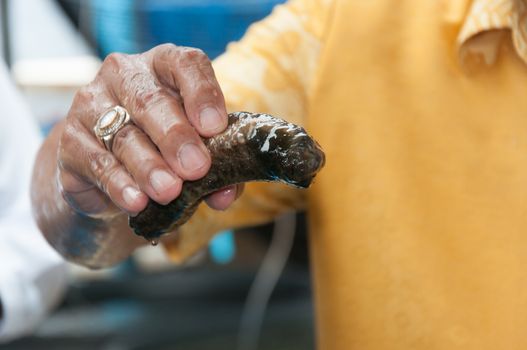 Sea cucumber, Gamat