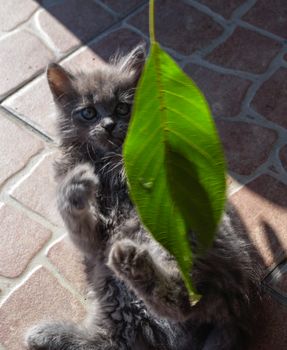 The little gray kitten plays with a leaf