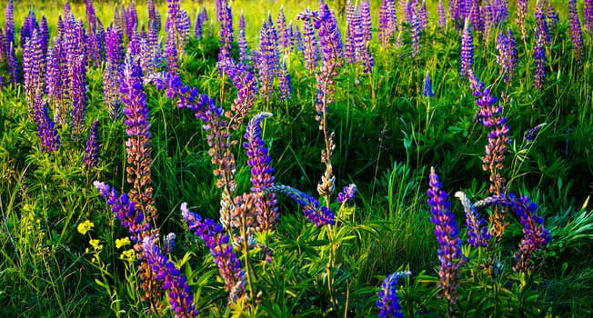 alley unusually beautiful flowers Lupin