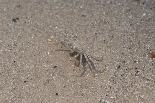 Small Crab walking on sand of the beach