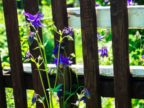 beautiful flowers bells in the background of the fence