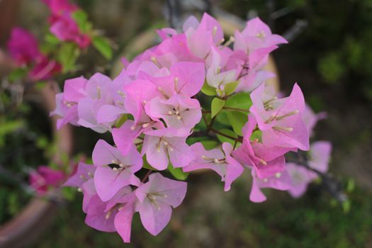 pink Bougainvillea flower in nature