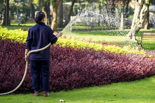 Unidentified Vietnamese woman with conical hat watering grass in a park.