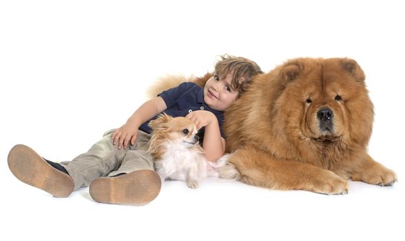 chow chow, chihuahua and little boy in front of white background