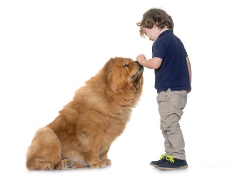 chow chow dog and little boy in front of white background