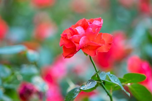 Red rose with water drops in park