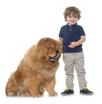 chow chow dog and little boy in front of white background