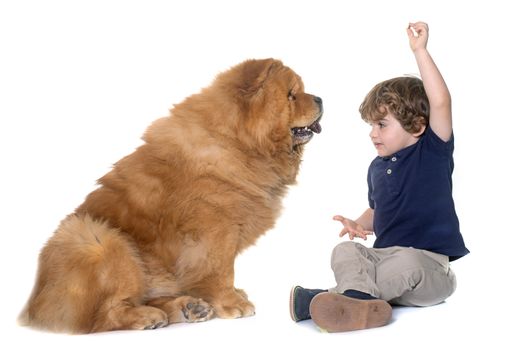 chow chow dog and little boy in front of white background