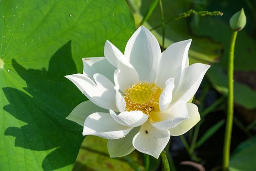 White lotus flower with green leaf background