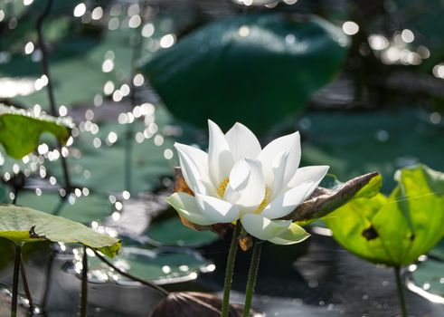 White lotus flower with green leaf background