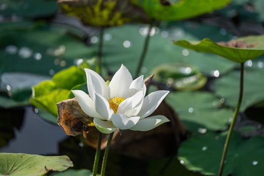 White lotus flower with green leaf background