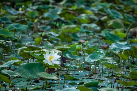 White lotus flower with green leaf background