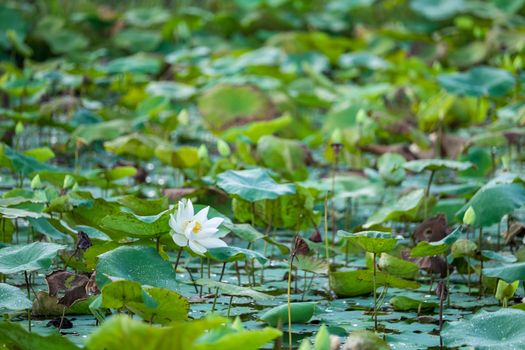 White lotus flower with green leaf background