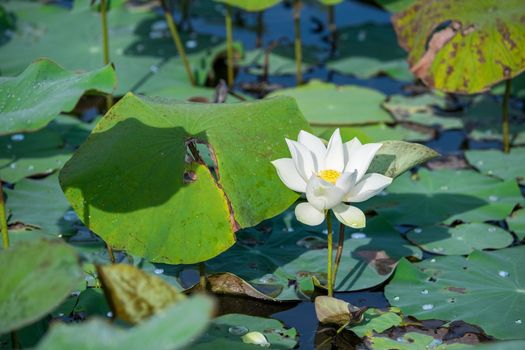 White lotus flower with green leaf background