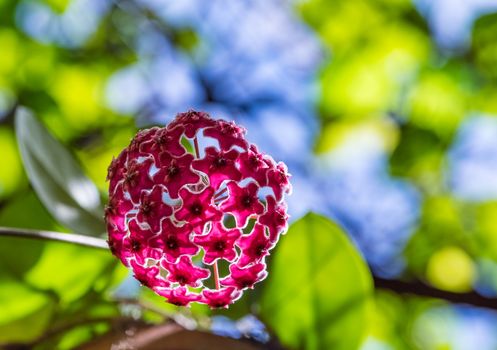 Hoya carnosa (Asclepiadaceae) in sunshine