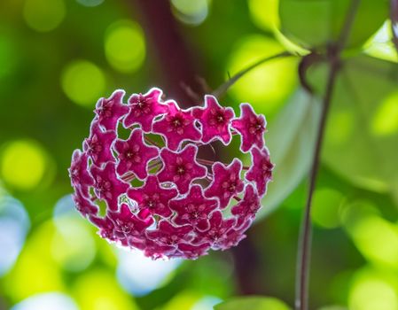 Hoya carnosa (Asclepiadaceae) in sunshine