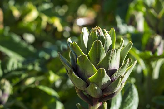 Artichoke (Cynara scolymus) in DALAT, VIETNAM