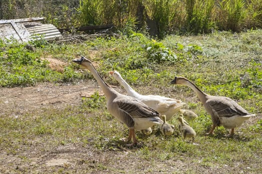 A gaggle in garden