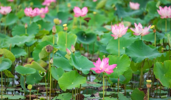 Pink lotus in the pond