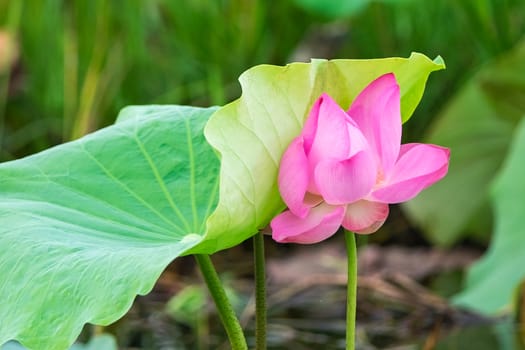 Pink lotus in the pond