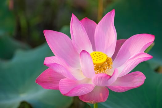 Pink lotus in the pond