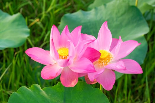 Pink lotus in the pond