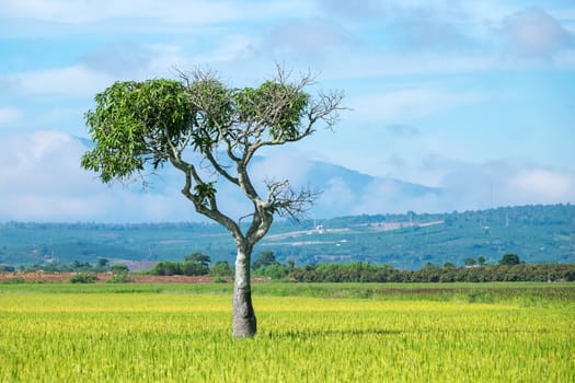 Alone tree on paddy field. LAM DONG, VIETNAM