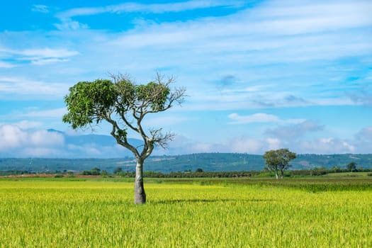 Alone tree on paddy field. LAM DONG, VIETNAM