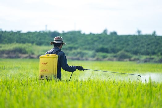 Farmer spraying pesticide on rice field. LAM DONG, VIETNAM