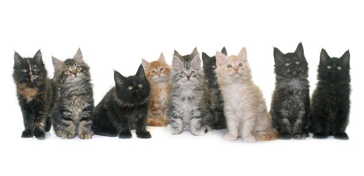 maine coon kitten in front of white background