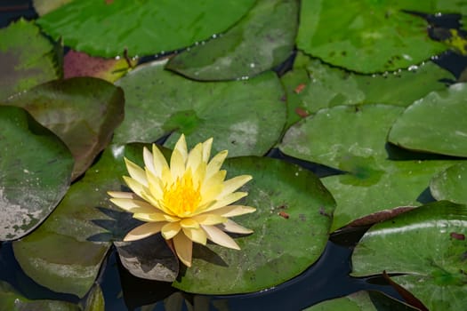 Yellow lotus blooming in the pond