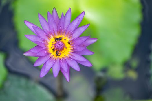 Close-up flower. A beautiful purple waterlily or lotus flower