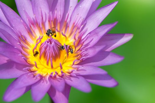 Close-up flower. A beautiful purple waterlily or lotus flower